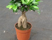 Flower Shop - Indoor plants