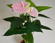 Flower Shop - Indoor plants