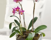 Flower Shop - Indoor plants