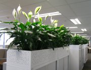 Flower Shop - Indoor plants