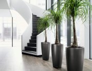 Flower Shop - Indoor plants