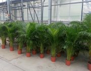 Flower Shop - Indoor plants