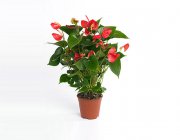 Flower Shop - Indoor plants