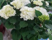 Flower Shop - Indoor plants