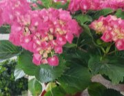 Flower Shop - Indoor plants