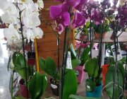 Flower Shop - Indoor plants