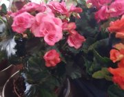 Flower Shop - Indoor plants