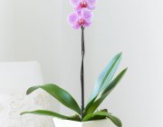 Flower Shop - Indoor plants
