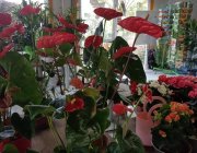 Flower Shop - Indoor plants