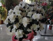 Flower Shop - Indoor plants