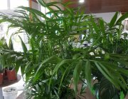 Flower Shop - Indoor plants