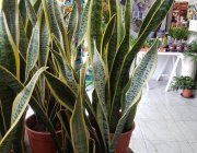 Flower Shop - Indoor plants