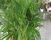 Flower Shop - Indoor plants