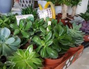 Flower Shop - Indoor plants