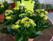 Flower Shop - Indoor plants
