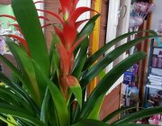 Flower Shop - Indoor plants