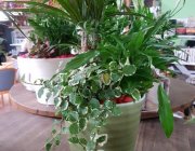 Flower Shop - Indoor plants