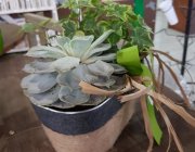 Flower Shop - Indoor plants