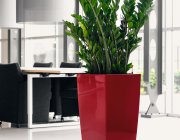 Flower Shop - Indoor plants