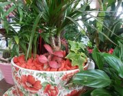 Flower Shop - Indoor plants