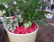 Flower Shop - Indoor plants