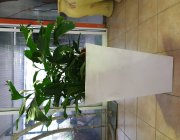 Flower Shop - Indoor plants