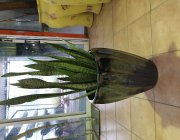 Flower Shop - Indoor plants