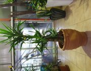 Flower Shop - Indoor plants