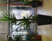 Flower Shop - Indoor plants