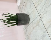 Flower Shop - Indoor plants