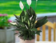 Flower Shop - Indoor plants