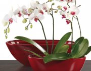 Flower Shop - Indoor plants