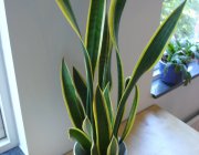 Flower Shop - Indoor plants