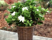 Flower Shop - Indoor plants